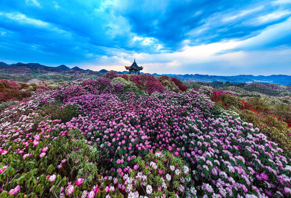 百里杜鹃景区介绍图片