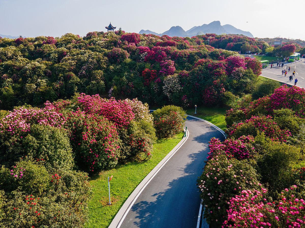 百里杜鹃旅游景点图片