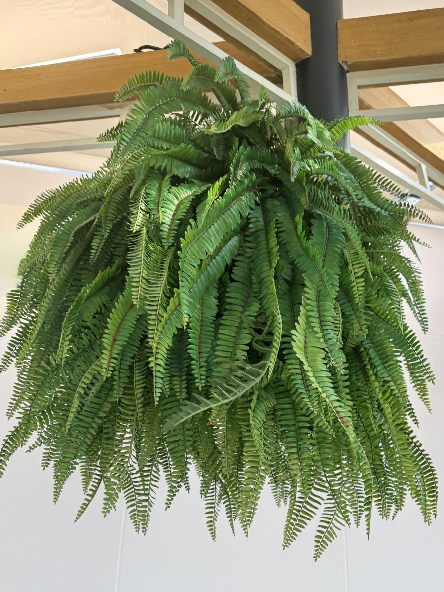 打造梦幻吊篮花,让你的家居空间瞬间焕发生机!