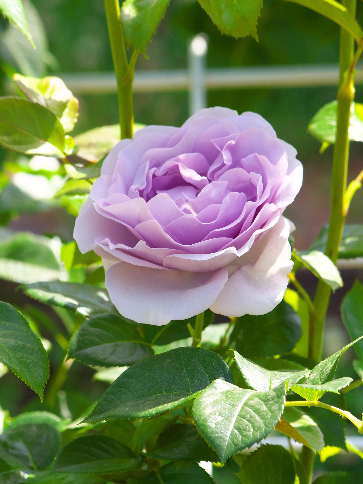 那就来了解一下"莎菲天使"月季吧!