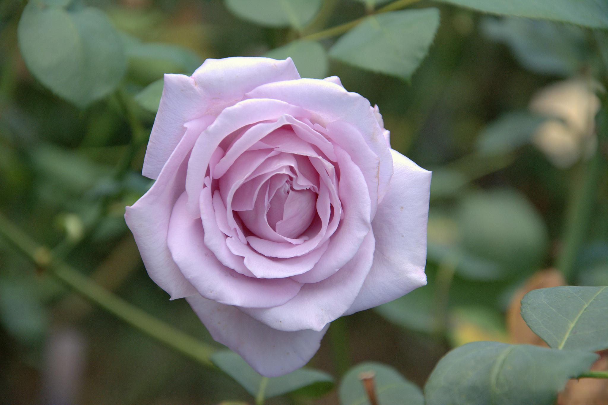 那就来了解一下"莎菲天使"月季吧!