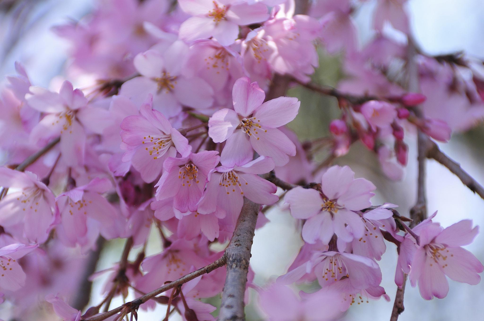 春日繁花似锦,桃花,梅花,樱花,李花,梨花,杏花争艳.