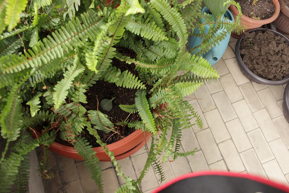 吊瓶草养护秘籍:让你的绿植小伙伴生机勃勃 吊瓶草,又名眼镜蛇瓶子草