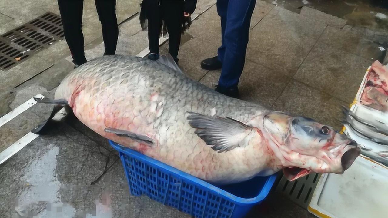 前段时间,湖北丹江口水库再次成为焦点,一条重达500斤的巨型青鱼出水