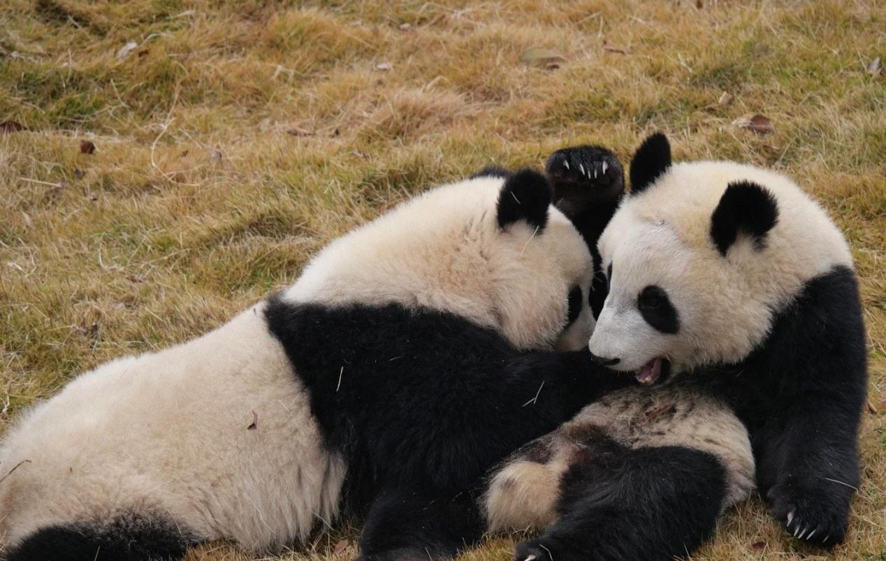 大熊猫北辰:憨态可掬,基地新星,治愈系萌宠!