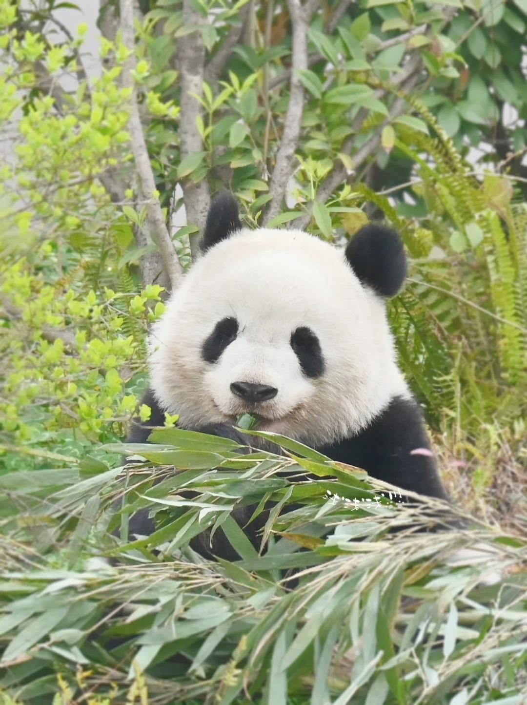大熊猫北辰:憨态可掬,基地新星,治愈系萌宠!