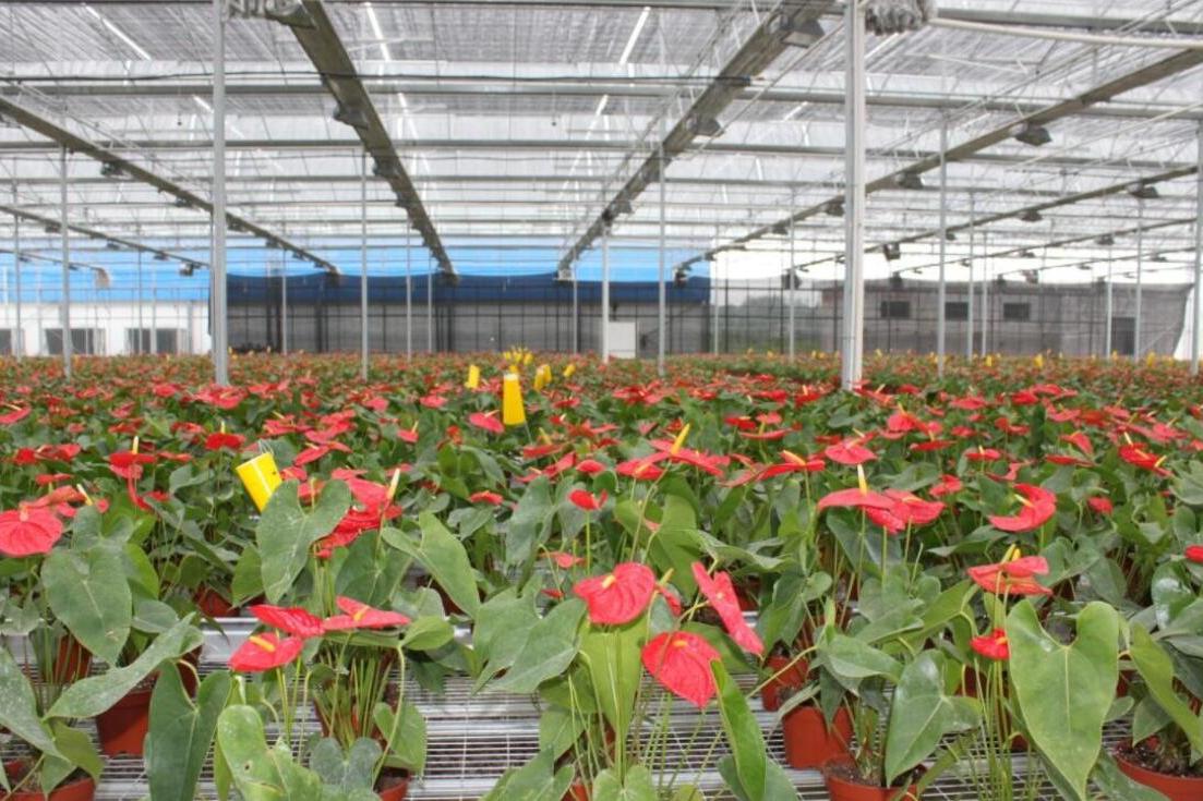 花卉种植回本年限温室大棚图片花