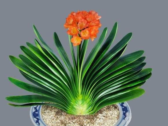 植物君子兰的秘密(植物君子兰的秘密有哪些)