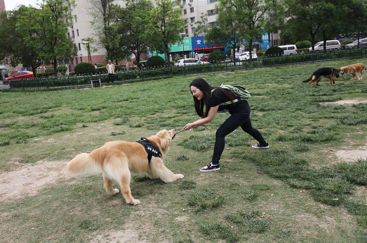 近日,一女子在公园遛九条狗且不牵绳的视频在社交媒体上疯传