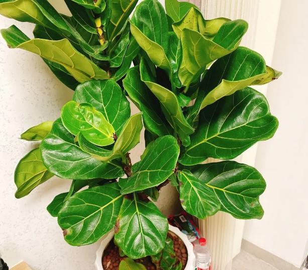 琴叶榕,这个美丽的观赏植物,不仅是家中的绿色风景线,更是一个隐藏的