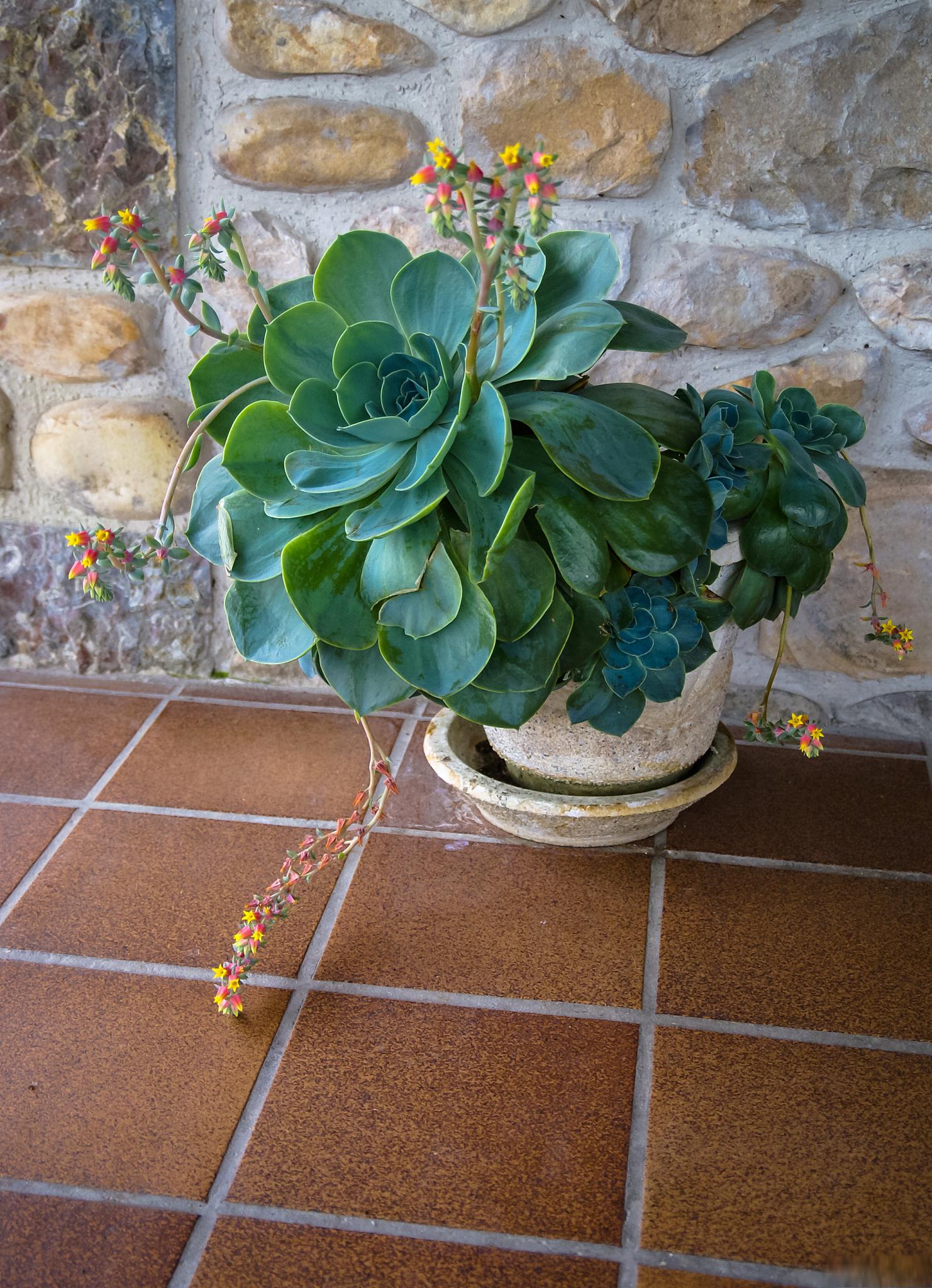 本文将带你走进盆景制作的奇妙世界,探索如何将普通花卉变身为充满