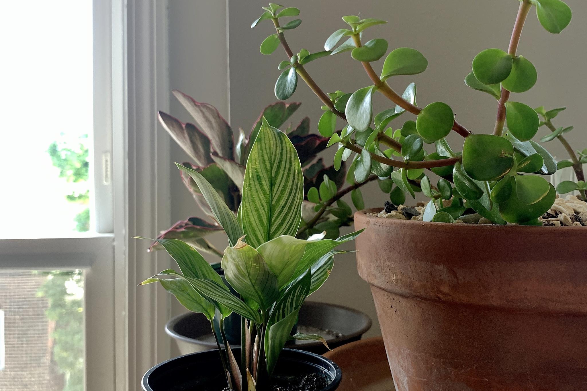 本文将带你走进盆景制作的奇妙世界,探索如何将普通花卉变身为充满