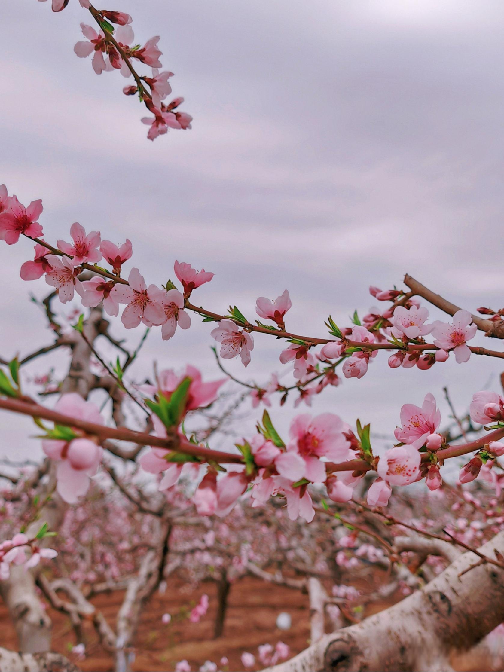 探秘天津隐藏版仙境!蓟州安坪桃花源等你来撩!