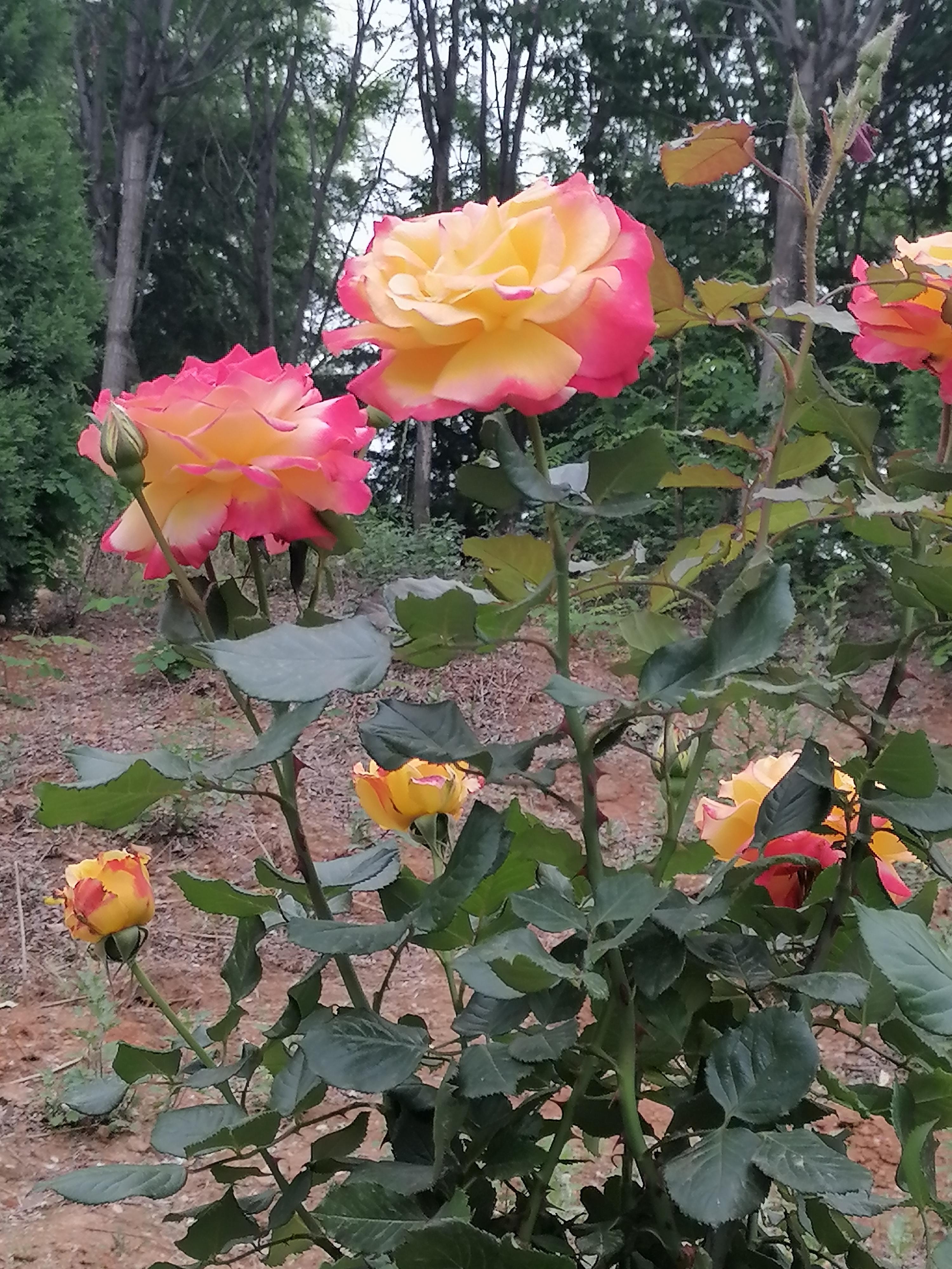 桃红柳绿,人非当年人 春光明媚,桃花依旧笑春风,柳树依旧舞婆娑.