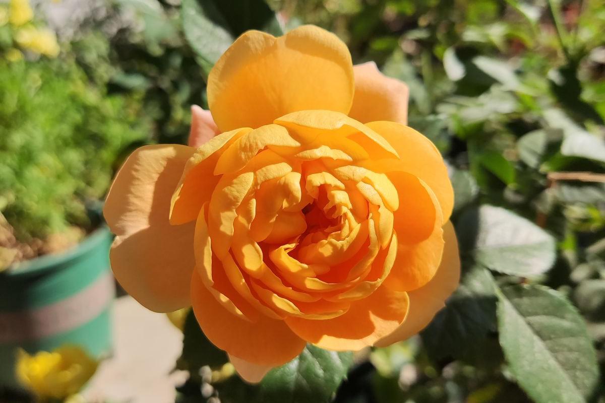 果汁阳台 黄橙色系的月季,让你的花丛更加亮眼!与深色系花朵