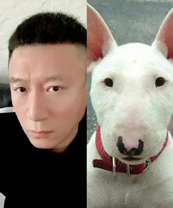 撞脸动物的明星 李荣浩的小眼睛像下司犬,王一博像小狮子,张若昀像