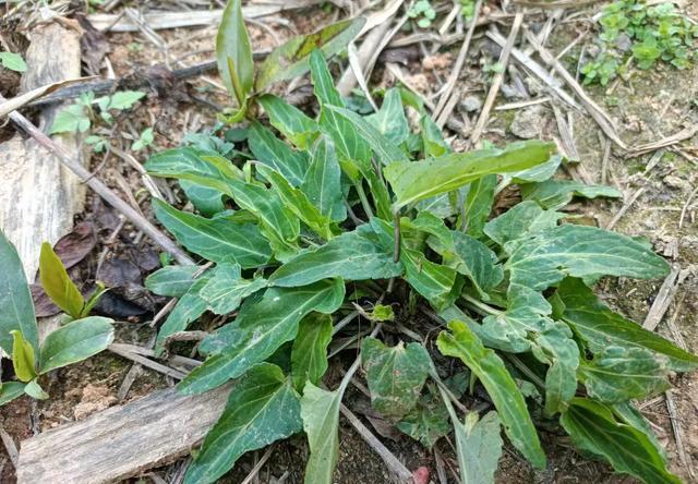 解密"解毒草":路边野草的长萼堇菜,你可能错过了的皮肤救星 在我们的