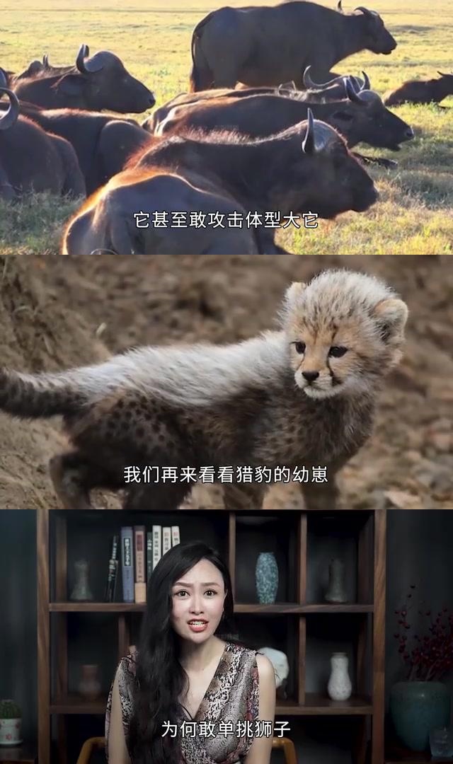 蜜獾和奔奔图片