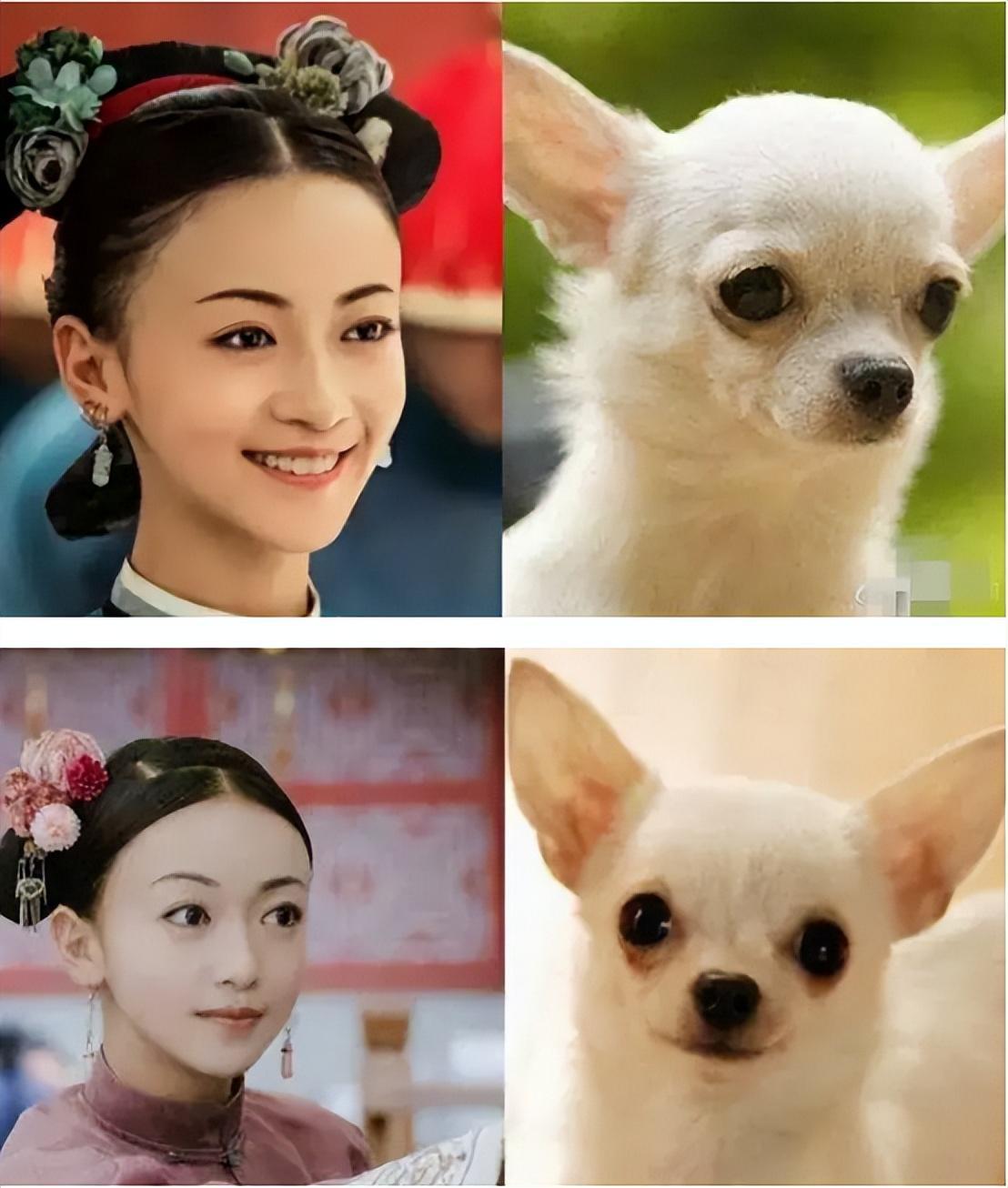 撞脸动物的明星 人和动物长得相似,完全能说得过去.