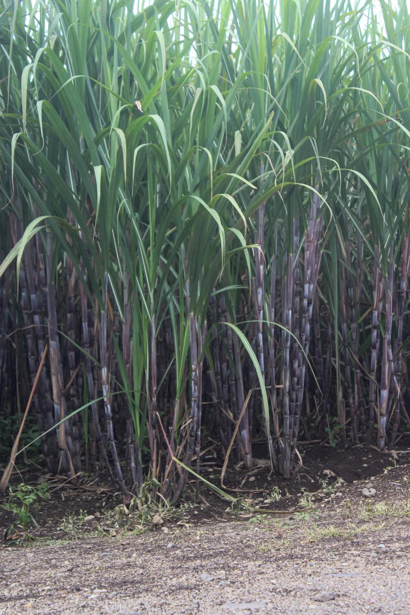 巴西甘蔗产量飙升创新高,虚拟货币市场暴跌引深思 巴西甘蔗产业喜获