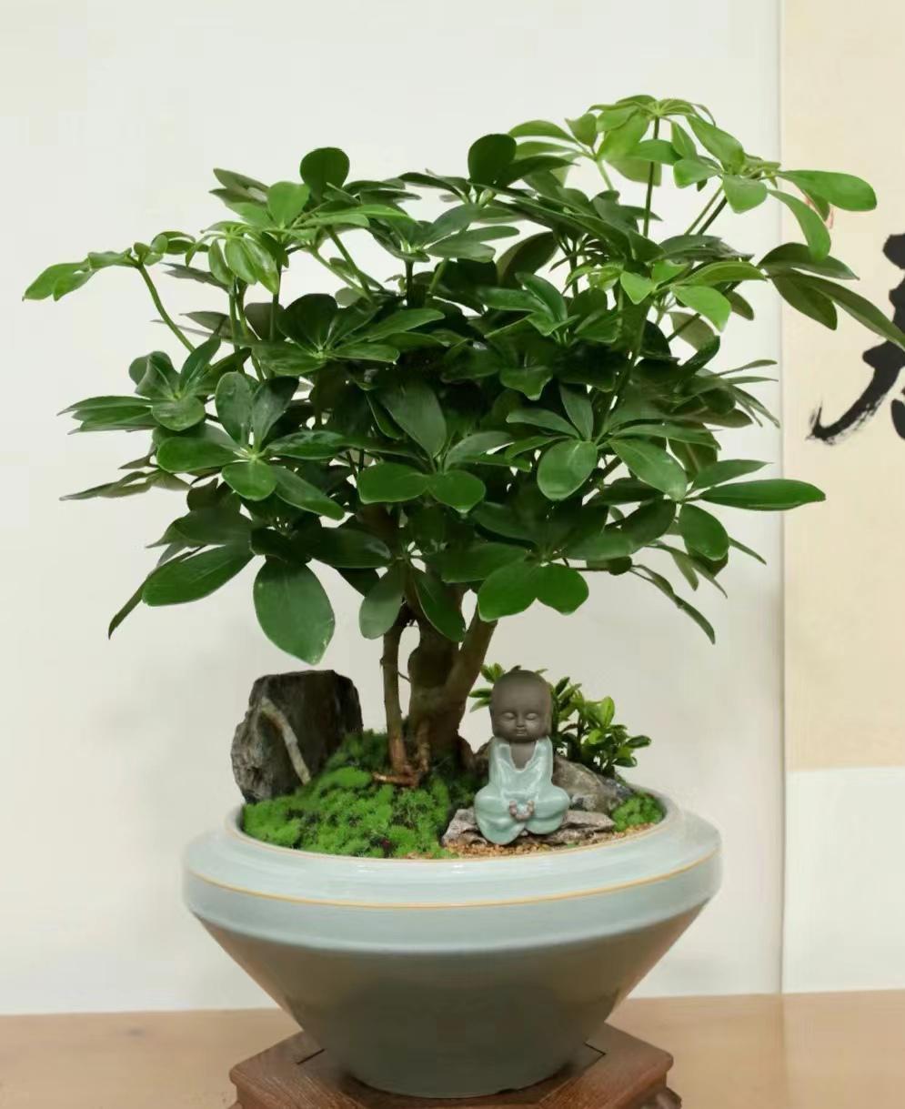 招财树,又名鸭脚木,是花友们的心头好.但养护也有小窍门哦!