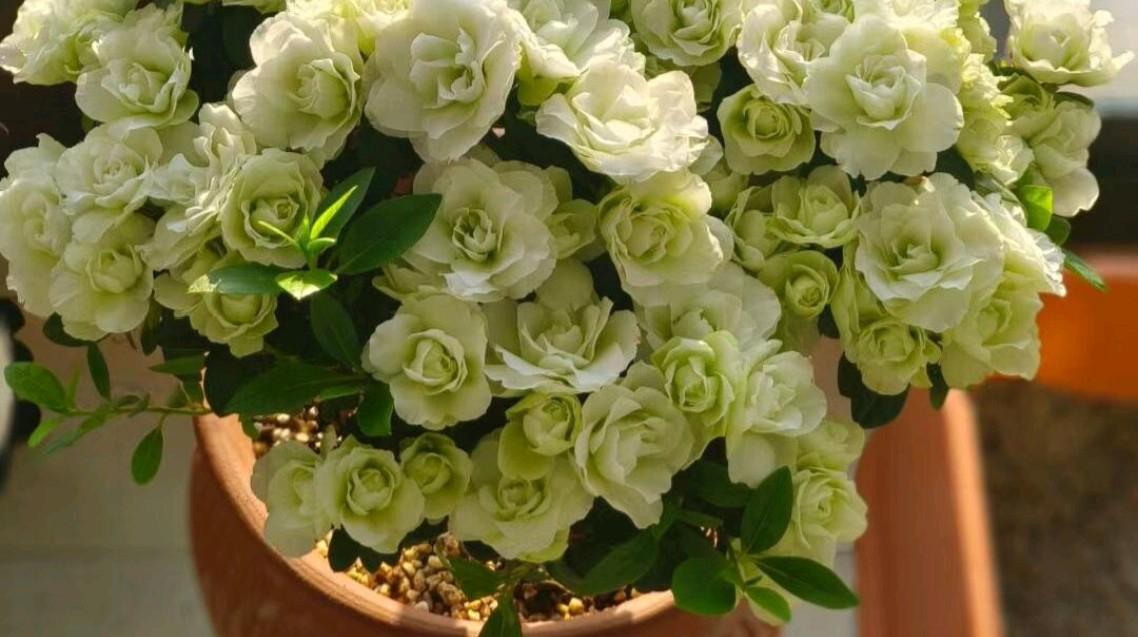 这里繁花似锦,其中,"绿色光辉"西洋杜鹃更是璀璨夺目.