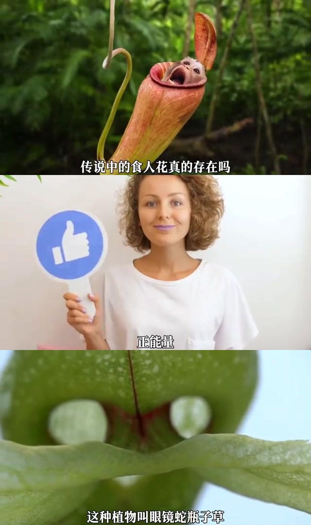 揭秘罕见食肉植物:眼镜蛇瓶子草,与眼镜蛇相似,却不食人?