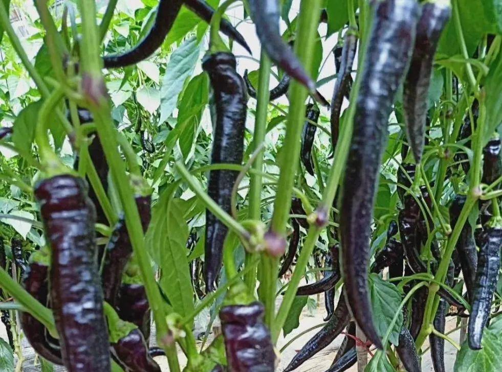 黑辣椒:农村家家户户都可以种 黑辣椒是一种营养价值极高的"黑金"蔬菜
