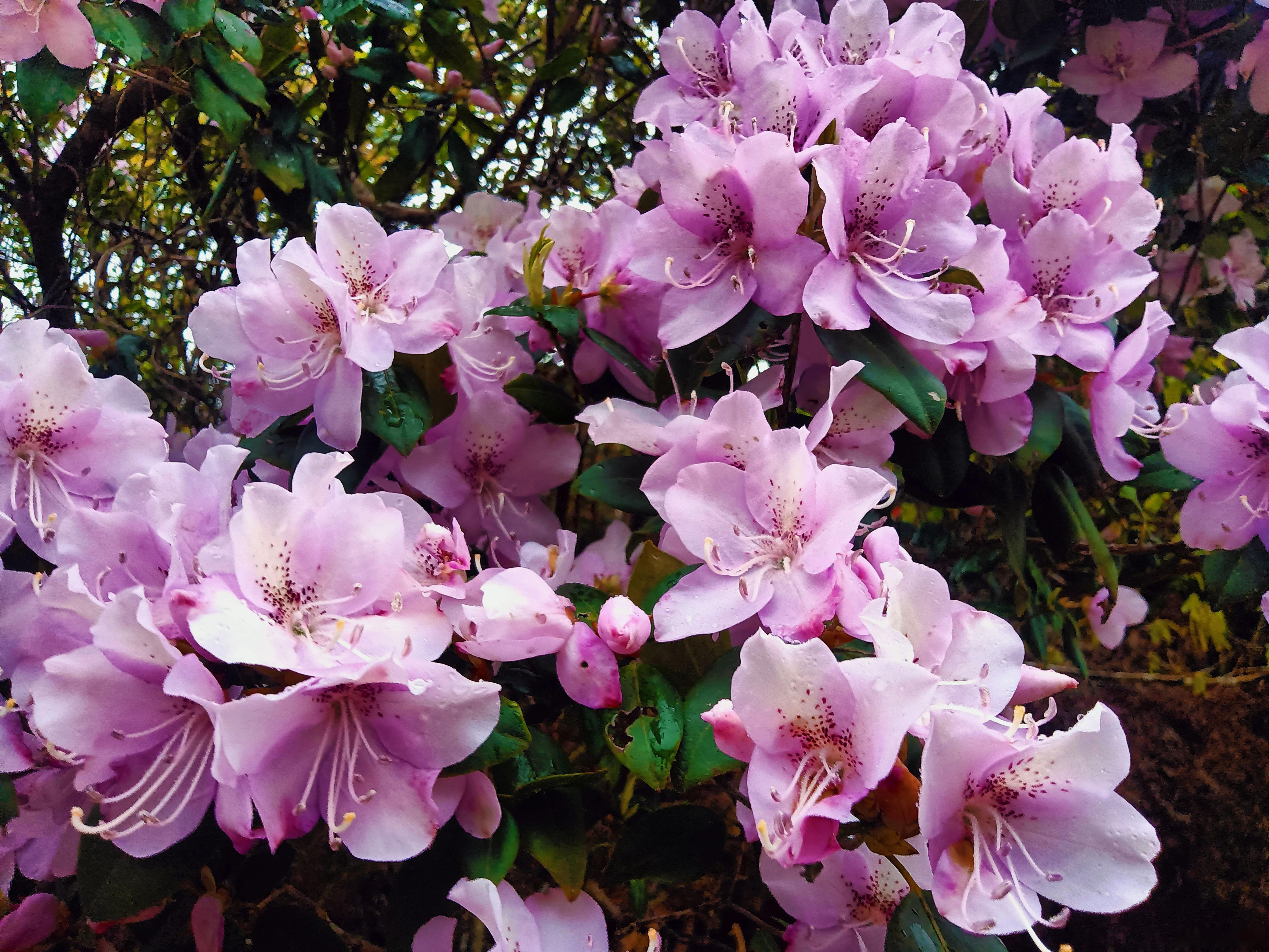 粉紫映山红,手机镜头下的乡村四月天 四月的乡村,美得如诗如画.