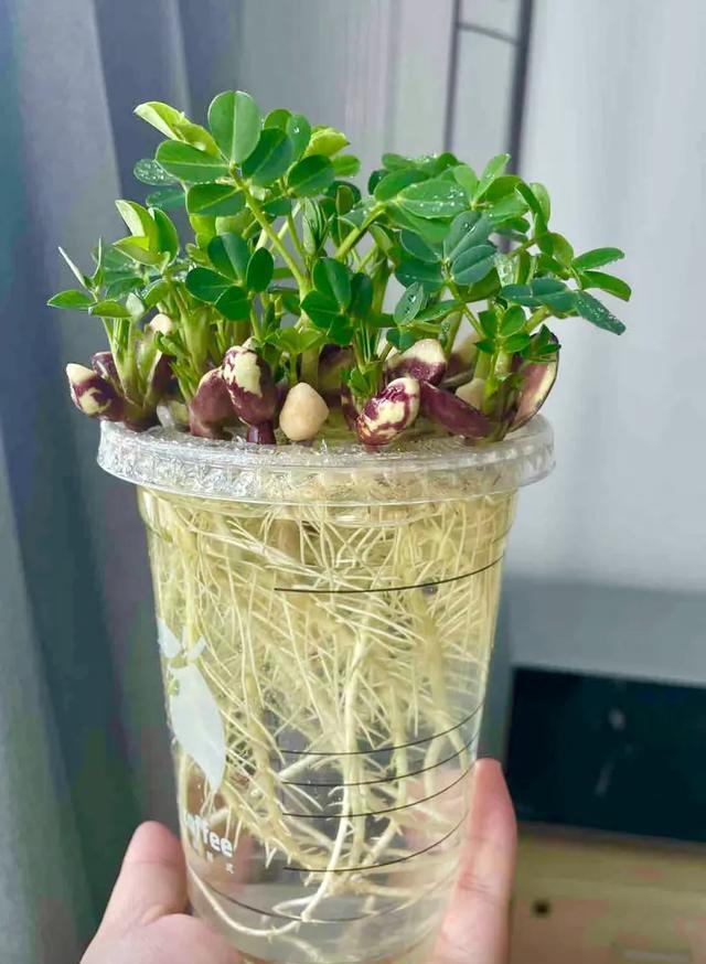水培花生:绿意盎然的生命之花 家中摆放一盆水培花生,绿意盎然,寓意着