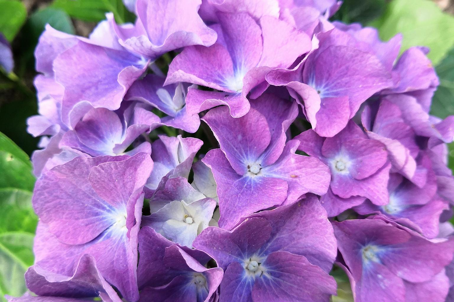 紫绣球花:打造多彩小花园的全方位指南 紫绣球花色彩缤纷,花球饱满,是