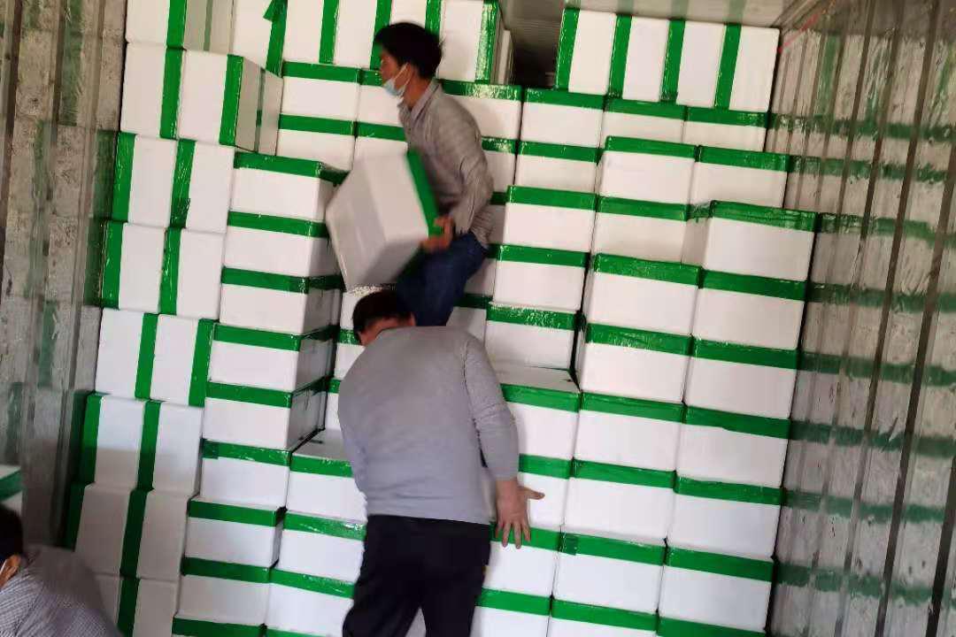 越南康氏侧带小公鱼进口全攻略:清关,运输,检疫一步到位 越南康氏侧带
