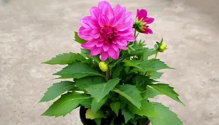 但是,要想让小丽花茁壮成长,需要掌握一些养殖技巧.