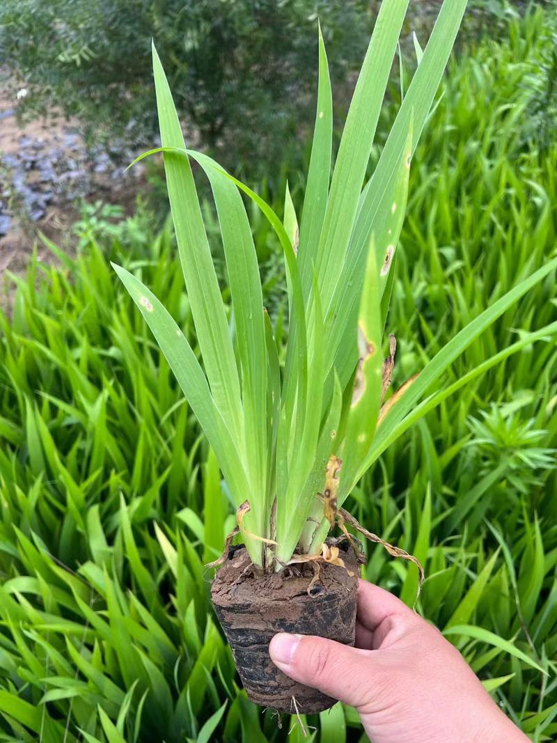 鸢尾草果实图片