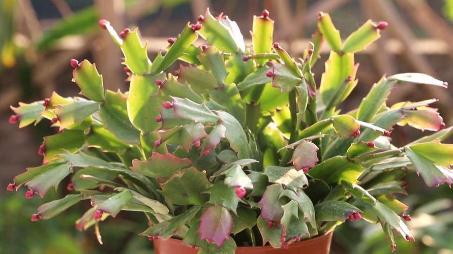 蟹爪兰是一种短日照花卉,如果想让它提前开花,可以采用以下小技巧