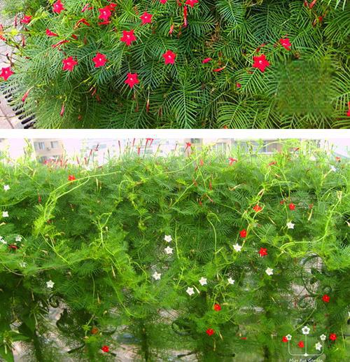 羽叶茑萝花种植指南:从选购种子到绽放花朵的秘诀 羽叶茑萝花是一种