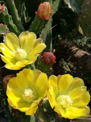 探秘仙人掌世界:耐寒,耐旱,易养殖的多肉王者!