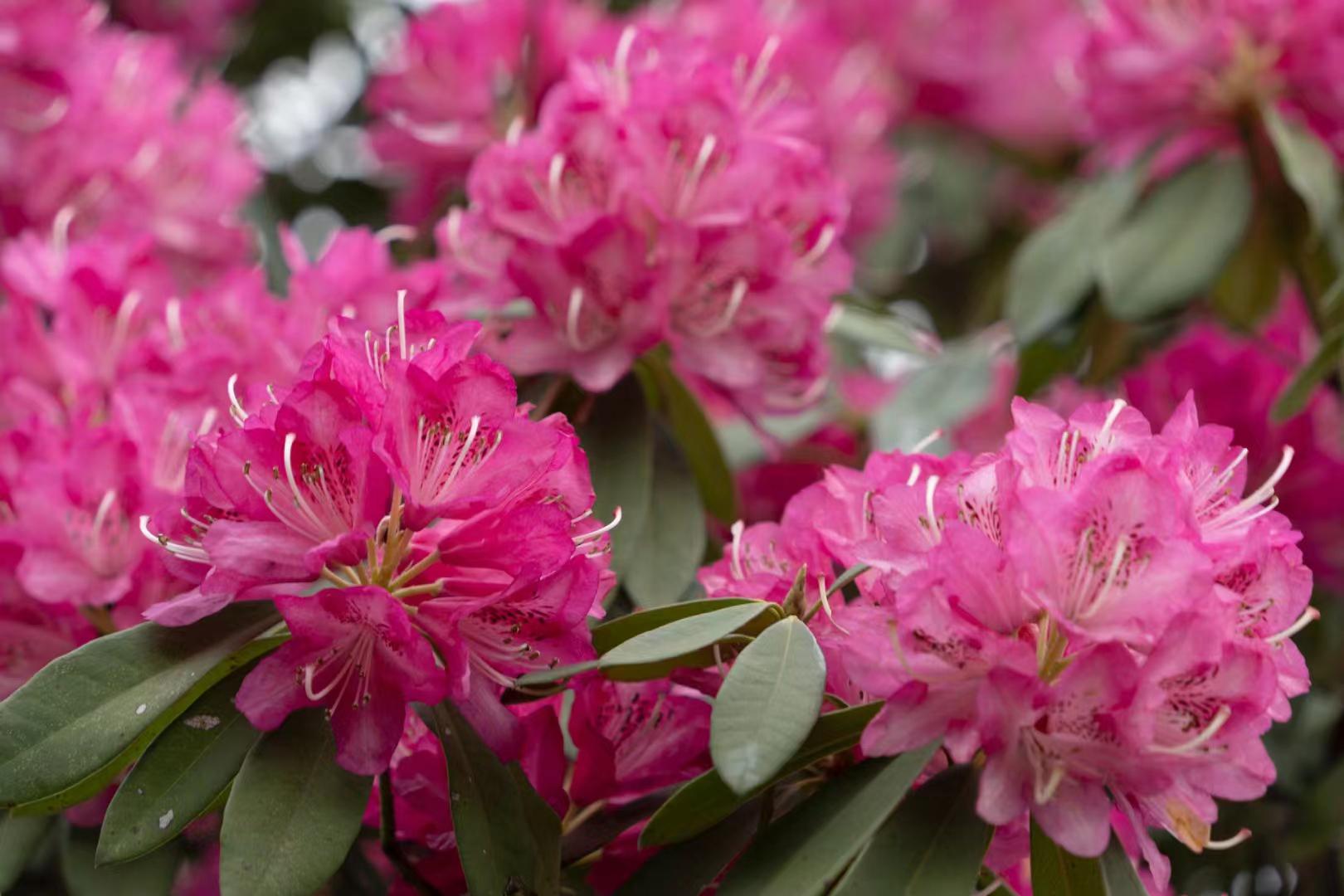 无锡杜鹃:映山红的壮美花海 春风轻拂,四月的杜鹃热烈