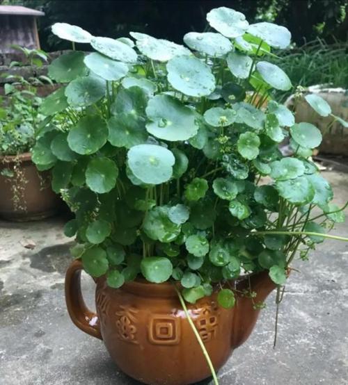 铜钱草是一种常见的观叶植物,叶片圆润,肉质,十分可爱.