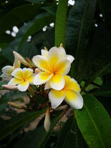 探秘西双版纳:气候,花卉与市花市树 西双版纳,一个热带季风气候的秘境