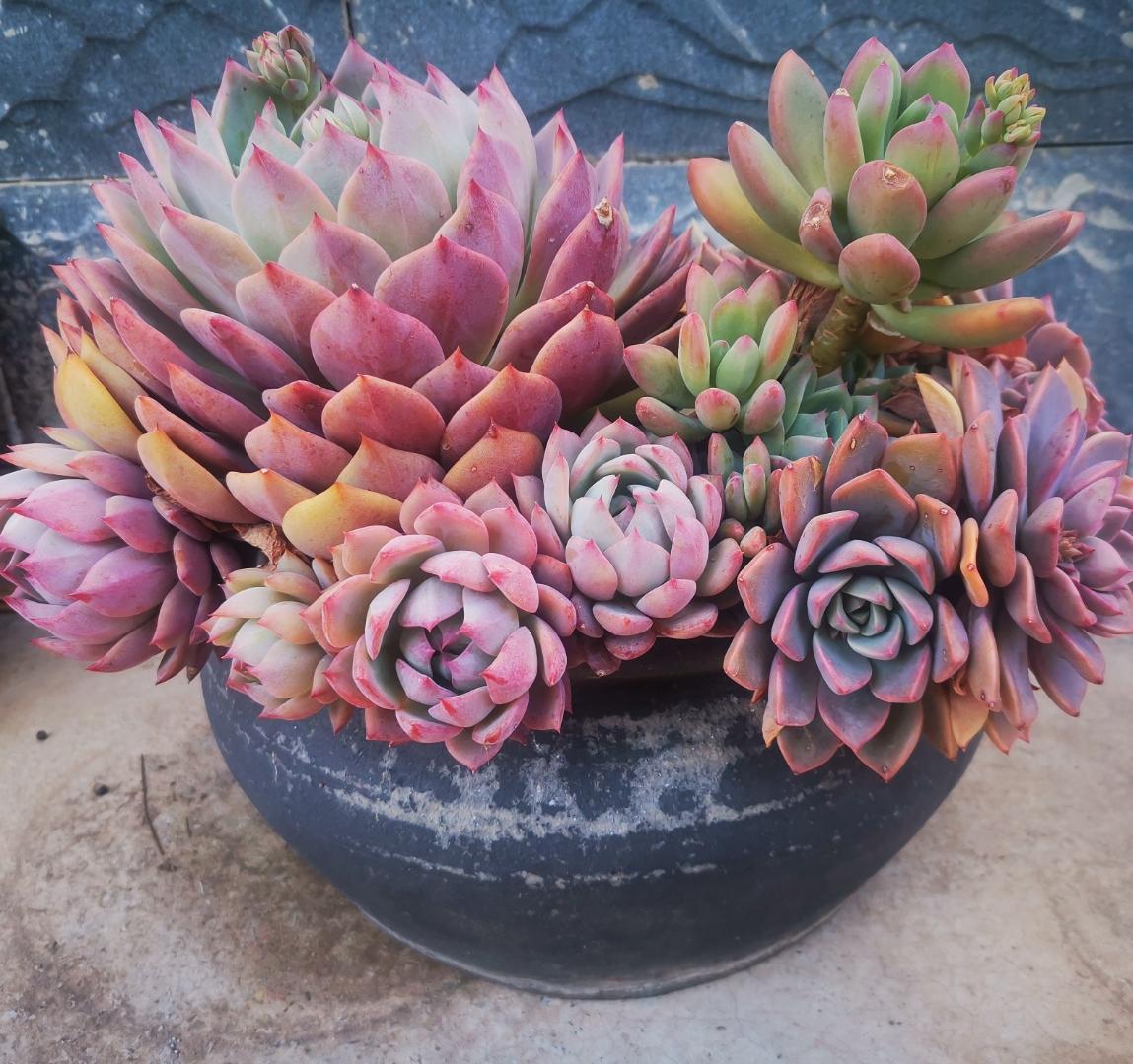 多肉植物以其独特的色彩和呆萌的外形,早已俘获了无数花友的心.