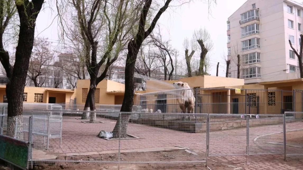 锦州动物园大变身!