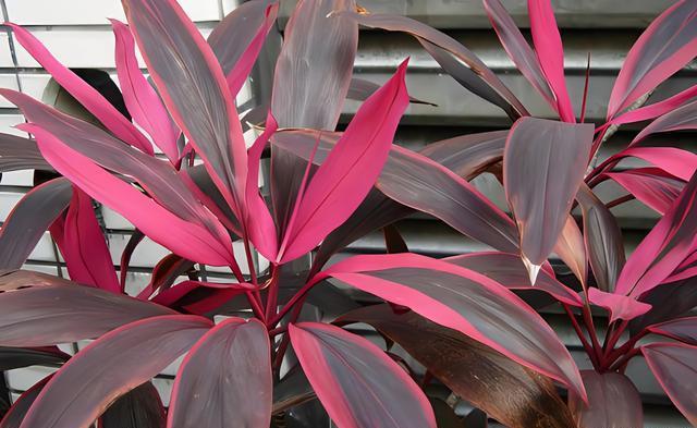 红叶朱蕉,这一观赏性极强的盆栽花卉,正成为越来越多人的心头好!