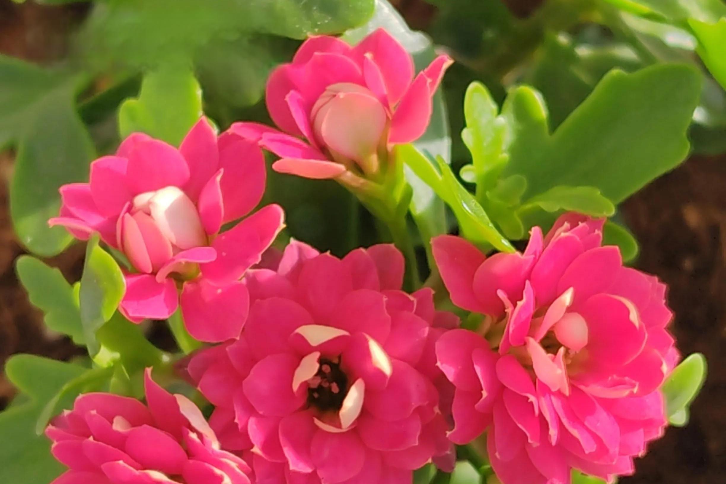 长寿花马德里,绿叶红花相映成趣,美轮美奂.