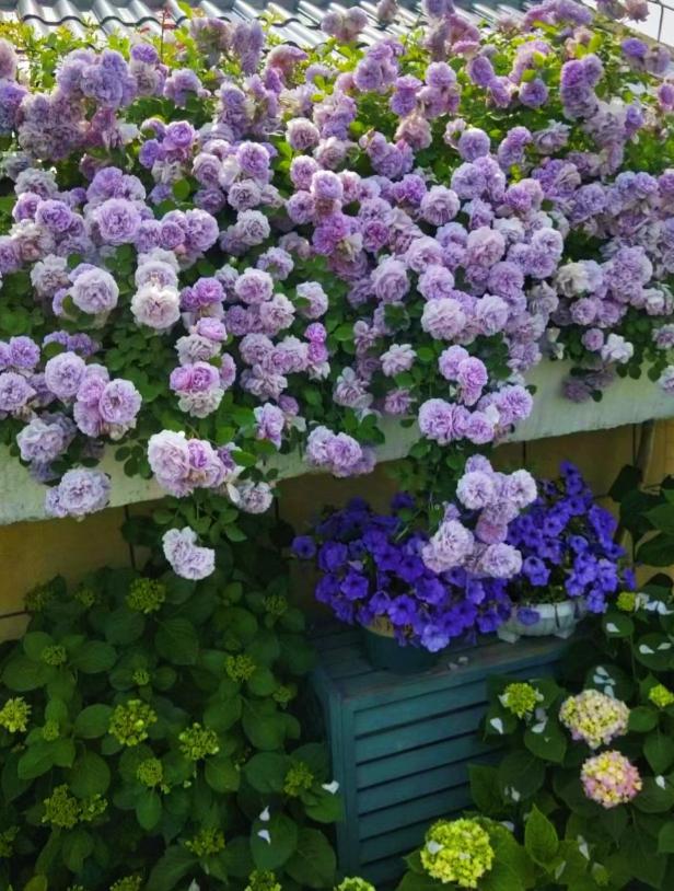 作为有着8年养花经验的我,为大家推荐了10种最适合庭院种植的花卉