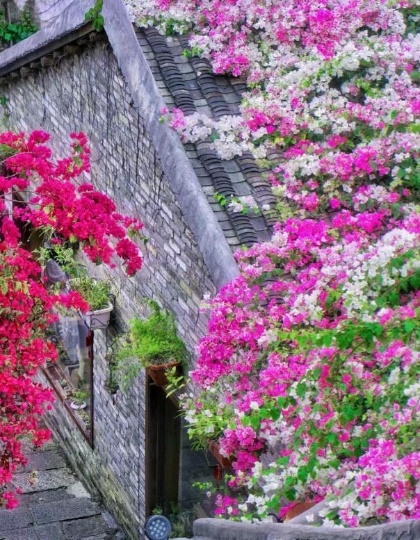 庭院种植10种常见花卉图片