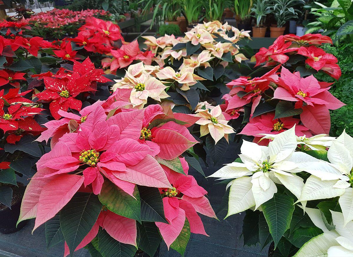 有些看似美丽的植物,实则暗藏杀机,可能对健康造成威胁,甚至危及生命.