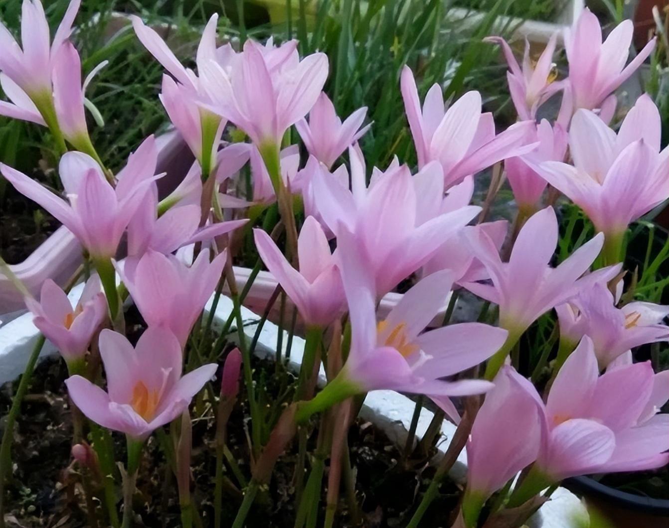 这5种花简直是"水罐子",养在家里美如画!