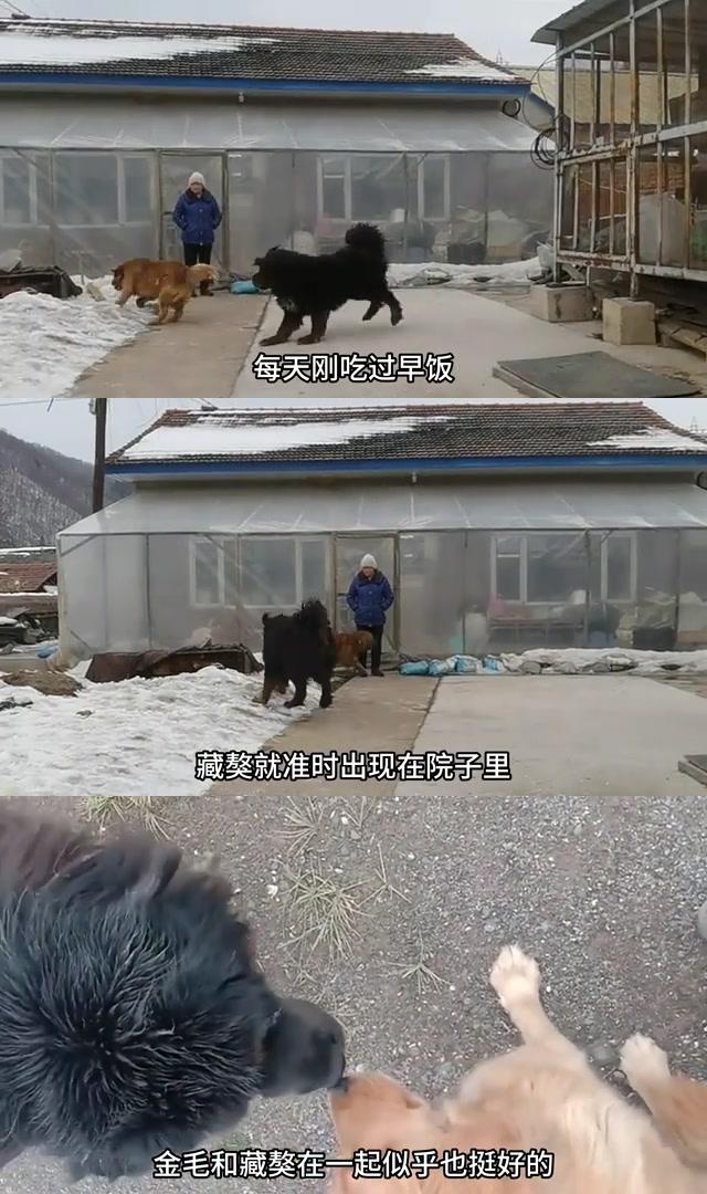 金毛护主咬死藏獒图片