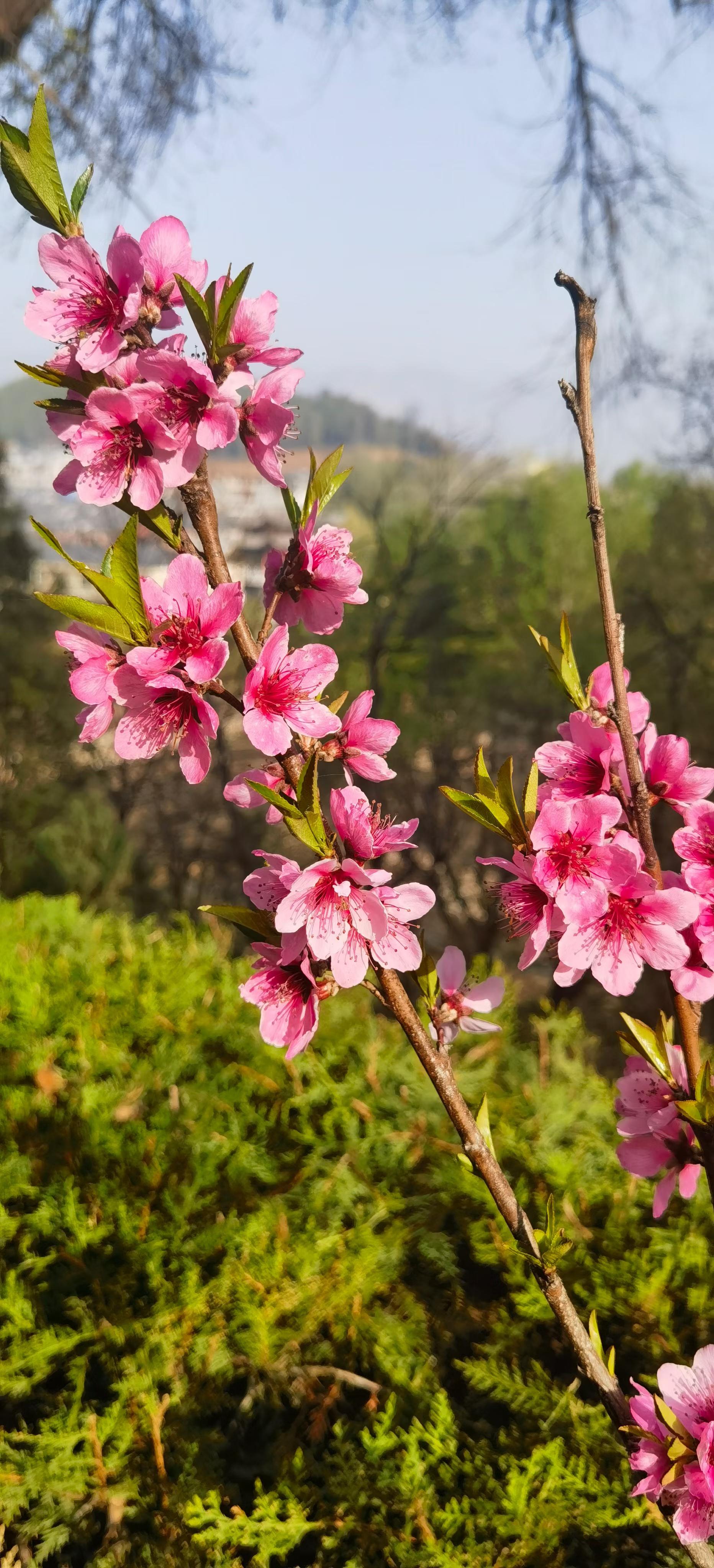 邢西三月:桃花仙境,如烟似霞美不胜收 邢西三月,桃花盛开,美如仙境!